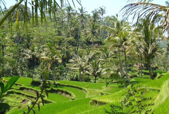 Indonesia